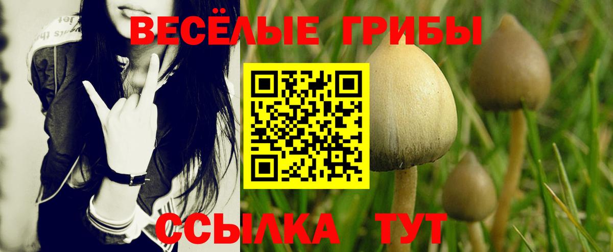 Псилоцибиновые грибы GOLDEN TEACHER Серов